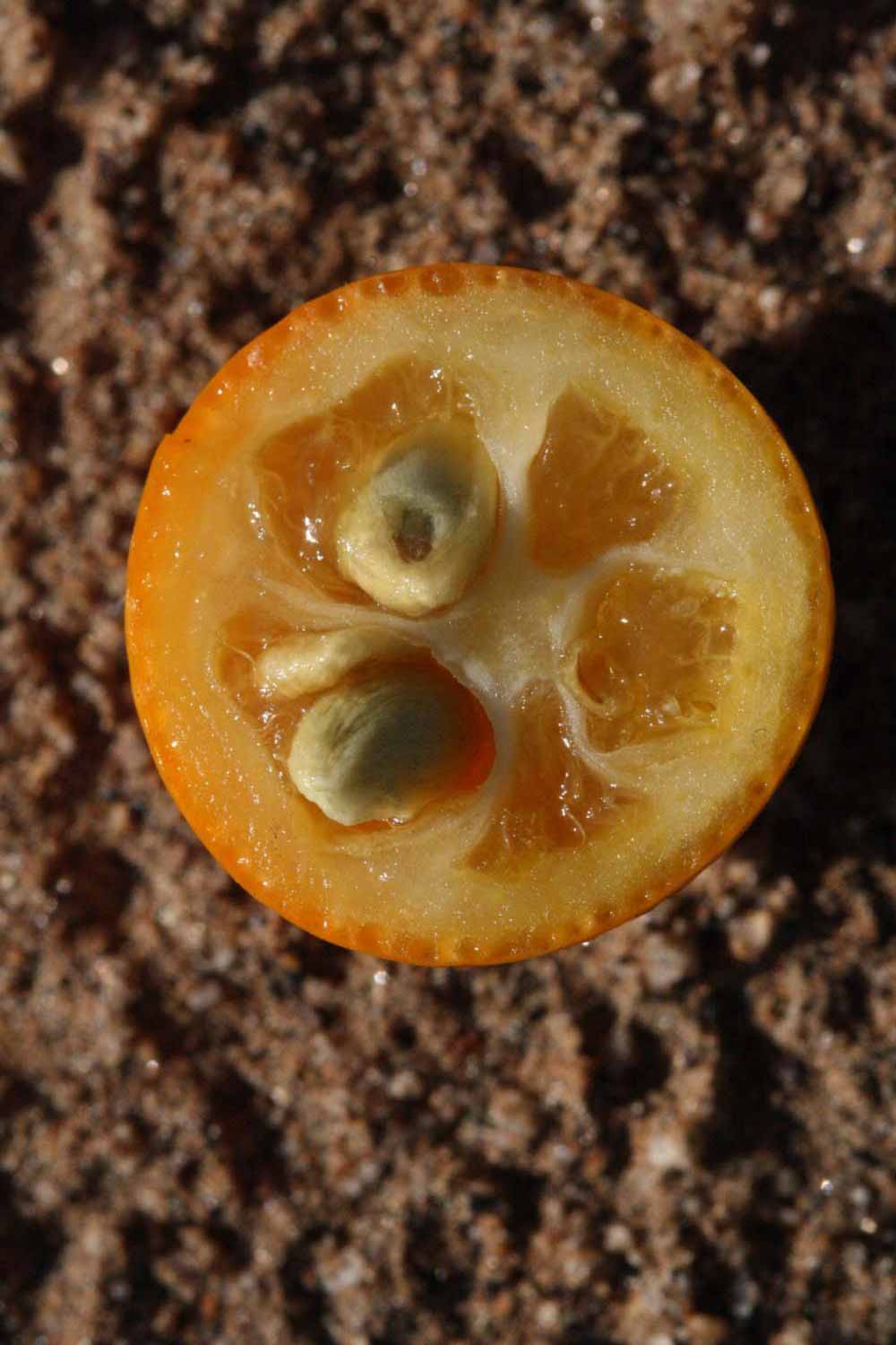              Fruit cross-section (Riverside, CA)       